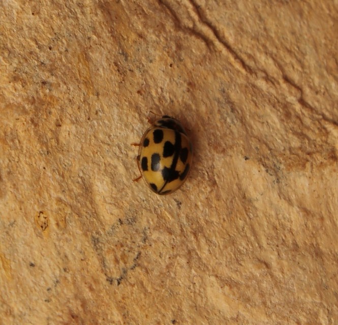 Propylea quatuordecimpunctata - tizennégypettyes füsskata