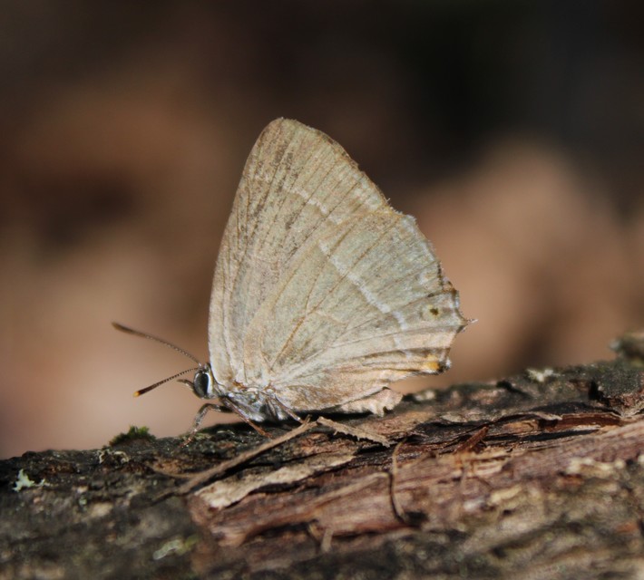 Neozephyrus quercus - tölgyfalepke