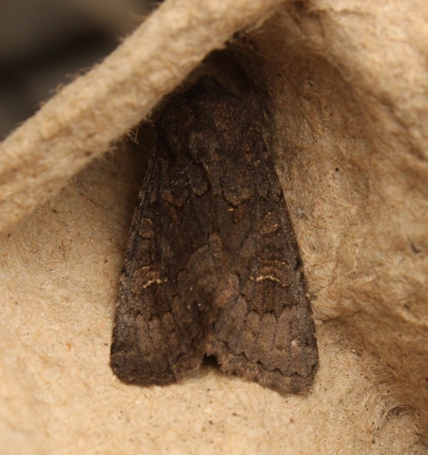 Aporophyla lutulenta - sziki őszibagoly