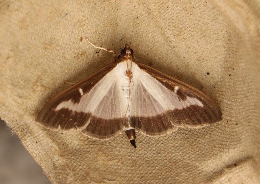 Cydalima perspectalis - puszpáng-tűzmoly