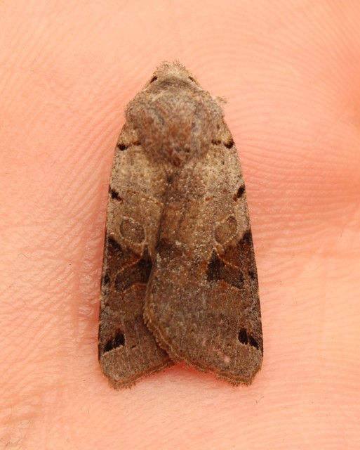 Anchoscelis litura - tarka őszibagoly