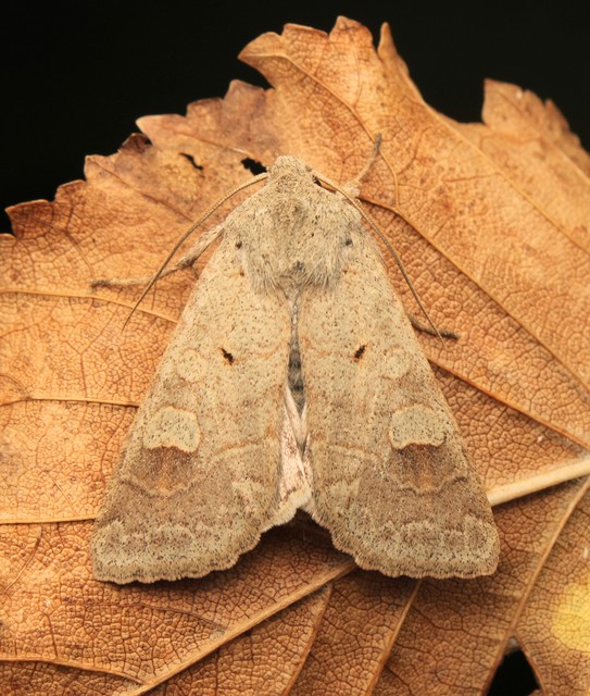 Ammoconia caecimacula - szürke őszibagoly