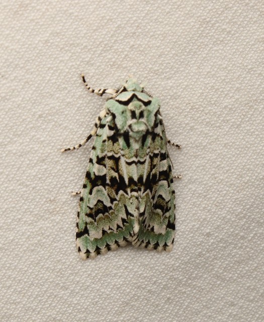 Griposia aprilina - őszi zöldbagoly