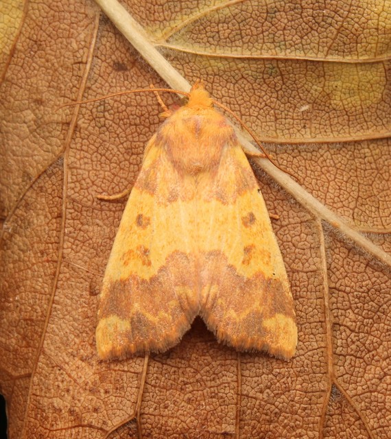 Tiliacea aurago - aranyló sárgabagoly