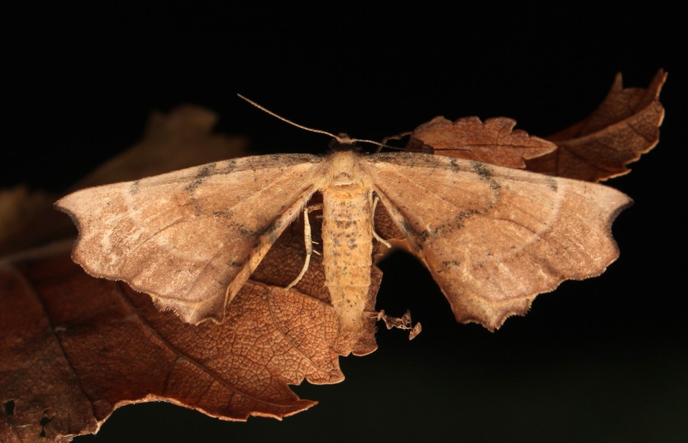 Artiora evonymaria - kecskerágó-araszoló