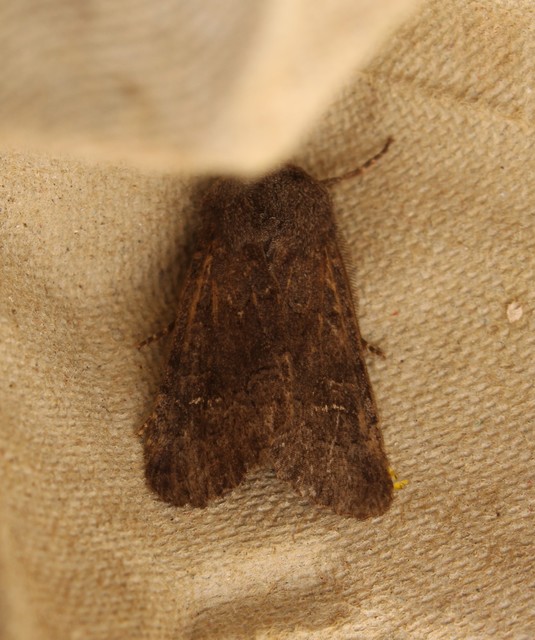 Aporophyla lutulenta - sziki őszibagoly