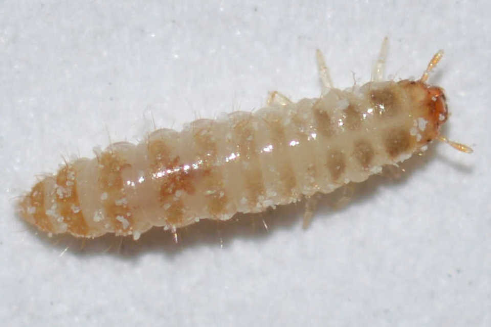 Oryzaephilus surinamensis - zsizsikfaló fogasnyakú-lapbogár