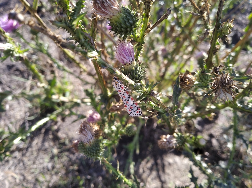 Utetheisa pulchella - vérpettyes medvelepke
