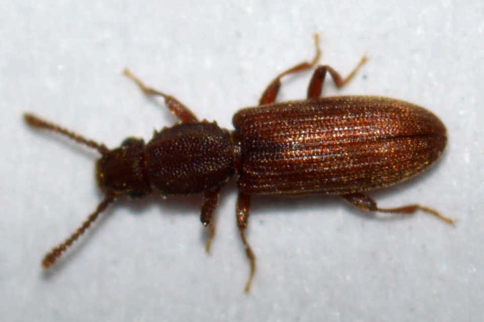 Oryzaephilus surinamensis - zsizsikfaló fogasnyakú-lapbogár