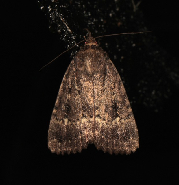 Amphipyra berbera/pyramidea