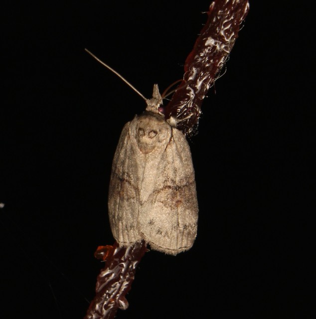 Nycteola asiatica - nyárfa-trapézbagoly