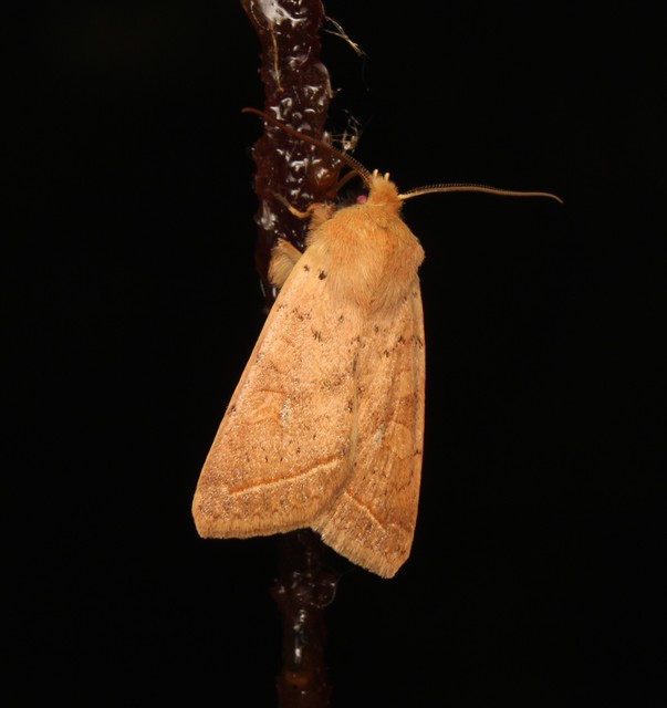 Leptologia macilenta - gyertyán-őszibagoly