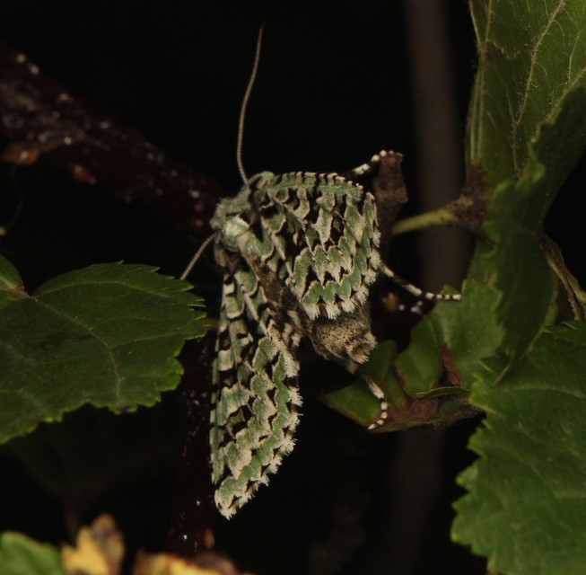 Griposia aprilina - őszi zöldbagoly