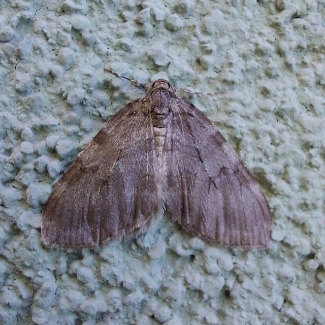 Epirrita christyi/dilutata