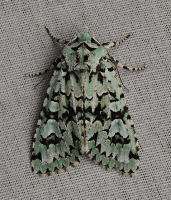 Griposia aprilina - őszi zöldbagoly