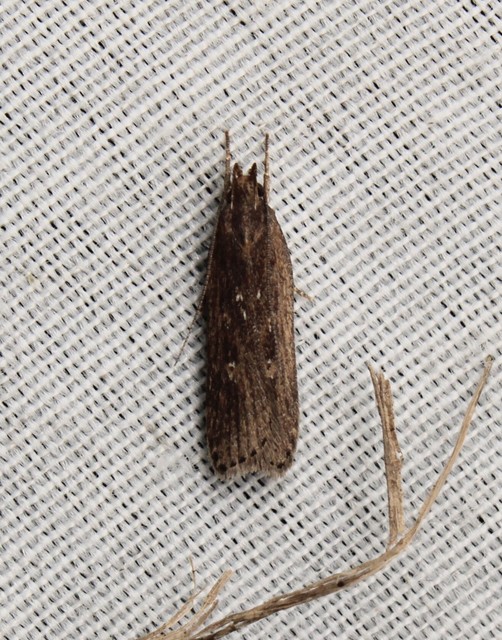 Helcystogramma triannulella - szuláksodró lápimoly
