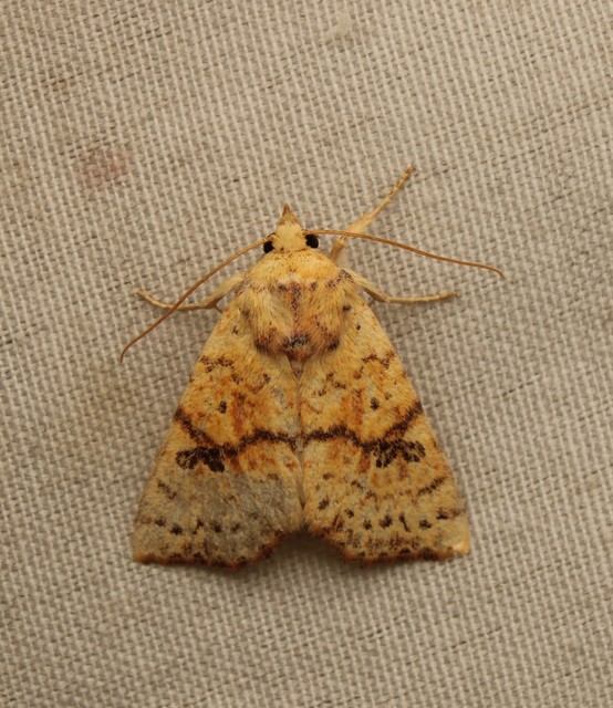 Tiliacea sulphurago - kénes sárgabagoly