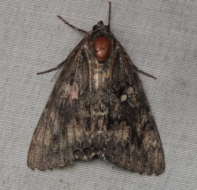 Catocala sponsa - tölgyfa-övesbagoly