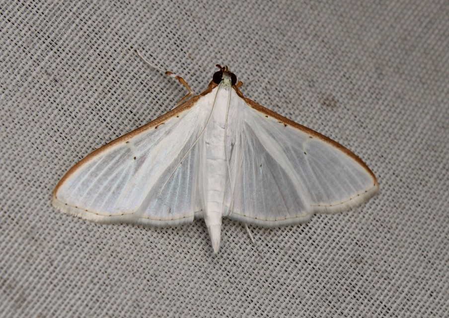Palpita vitrealis - hófehér tűzmoly