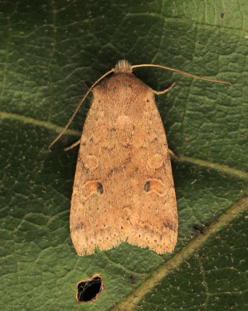 Propenistra laevis - könnyű őszibagoly