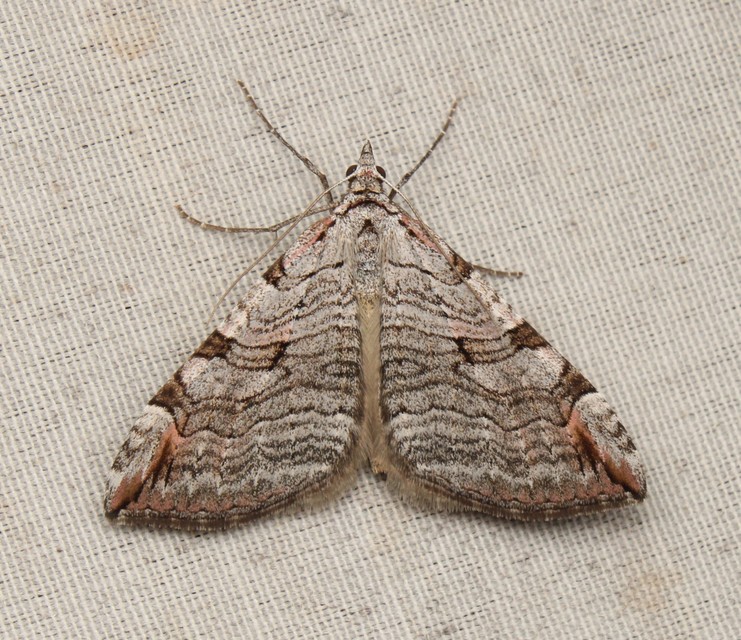 Aplocera plagiata - szürke csíkosaraszoló