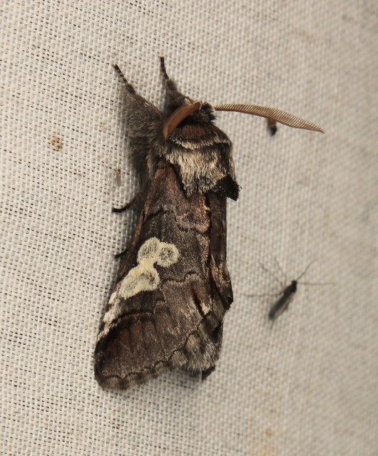 Diloba caeruleocephala - őszi kékesbagoly