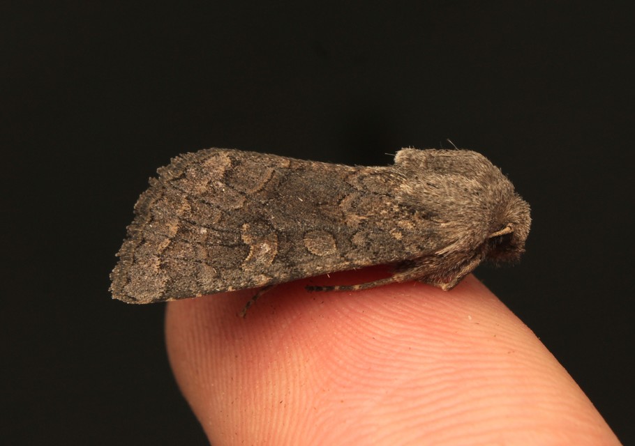 Aporophyla lutulenta - sziki őszibagoly