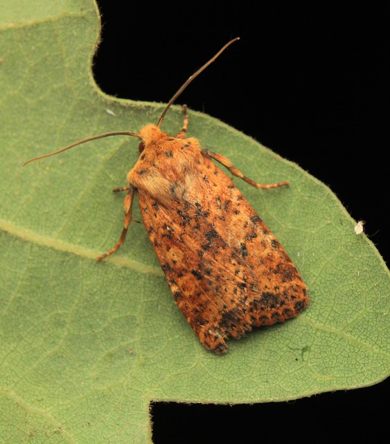 Conistra rubiginea - vörös őszibagoly