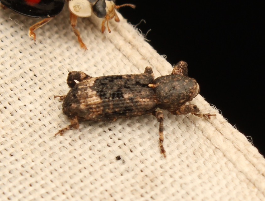 Camptorhinus simplex - sima holttettetős-ormányos