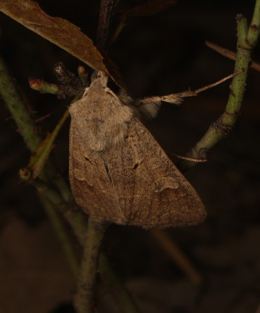 Ammoconia caecimacula - szürke őszibagoly