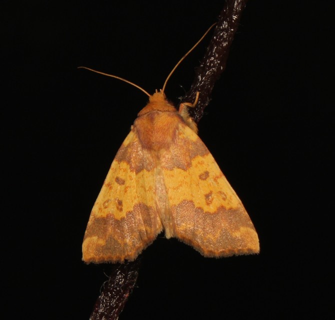Tiliacea aurago - aranyló sárgabagoly
