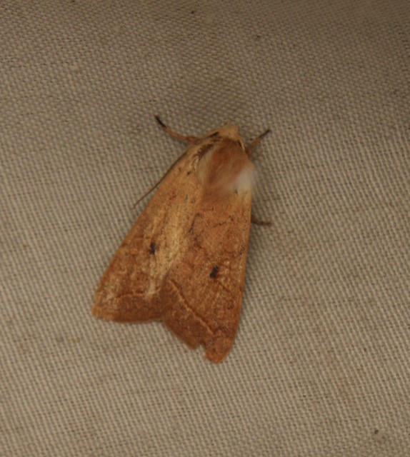 Leptologia macilenta - gyertyán-őszibagoly