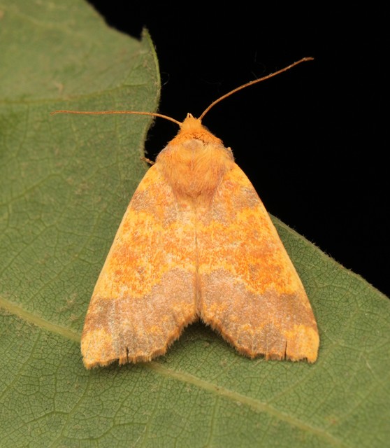 Tiliacea aurago - aranyló sárgabagoly