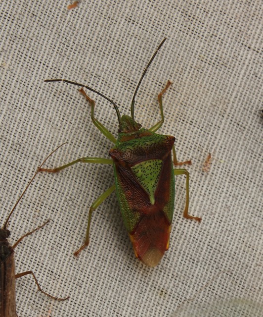 Acanthosoma haemorrhoidale - nagy dajkapoloska Acanthosoma haemorrhoidale - nagy dajkapoloska