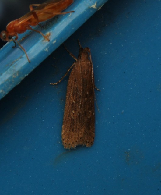 Helcystogramma triannulella - szuláksodró lápimoly