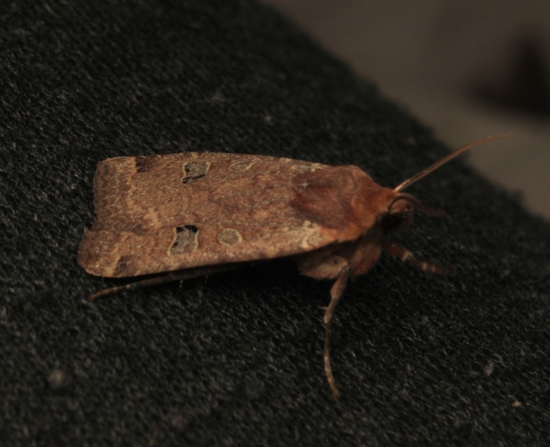 Conistra erythrocephala - vörösfejű őszibagoly