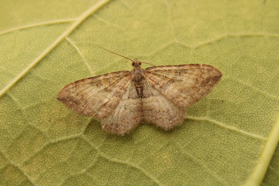 Orthonama obstipata - vándoraraszoló