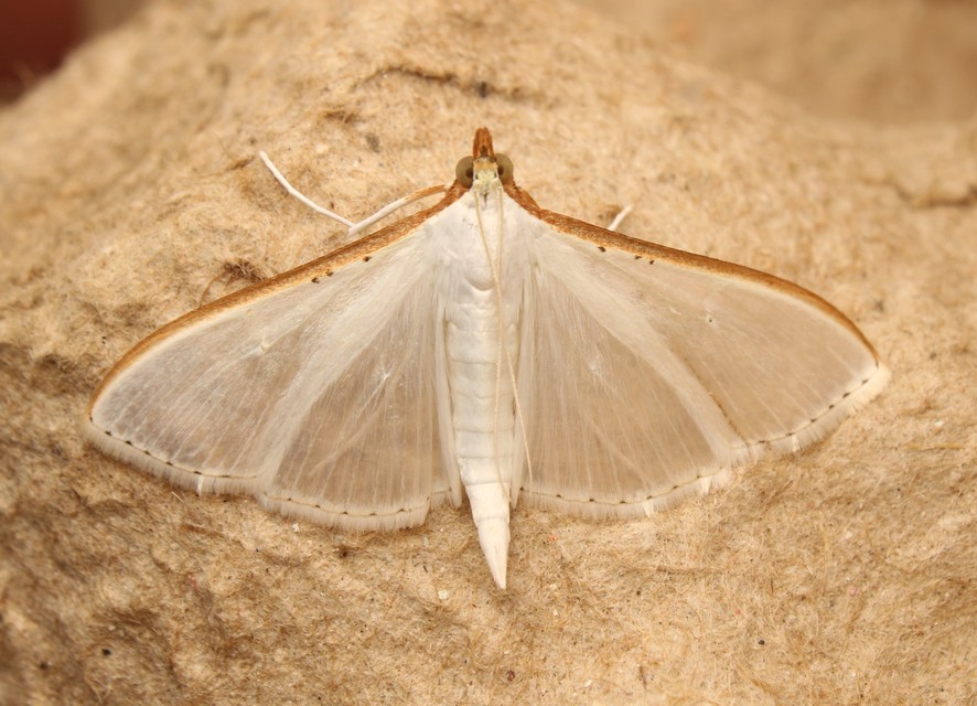 Palpita vitrealis - hófehér tűzmoly