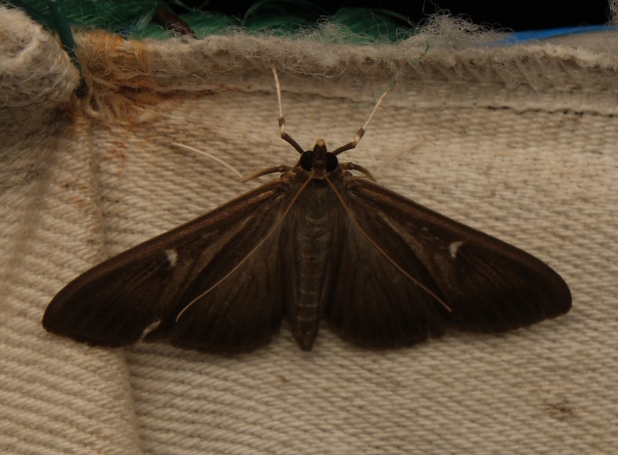 Cydalima perspectalis - puszpáng-tűzmoly