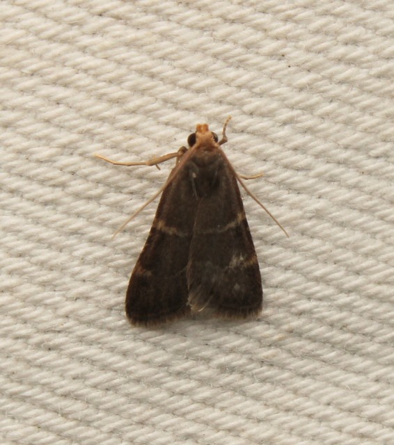 Pyralis perversalis - pusztai fényilonca