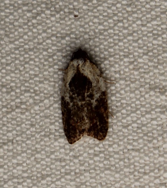 Acleris variegana - tarka levélmoly