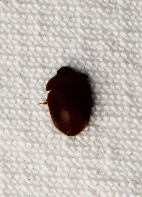 Cychramus luteus - sárga fénybogár Cychramus luteus - sárga fénybogár