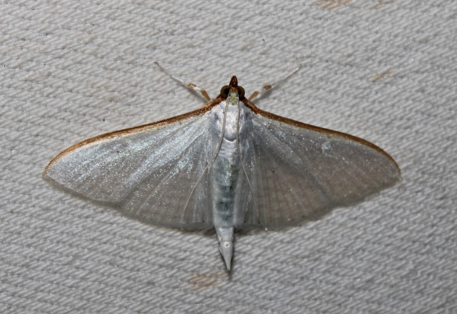 Palpita vitrealis - hófehér tűzmoly