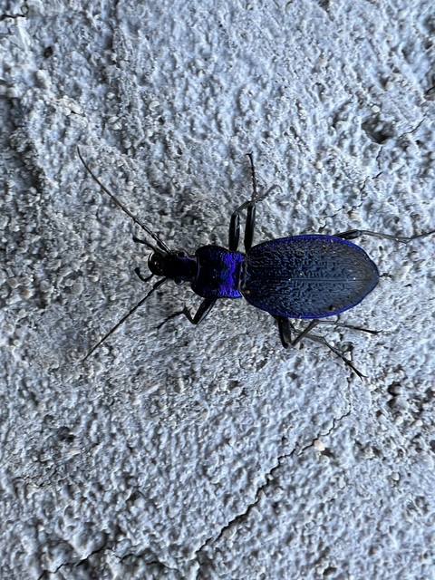Carabus intricatus - kék laposfutrinka