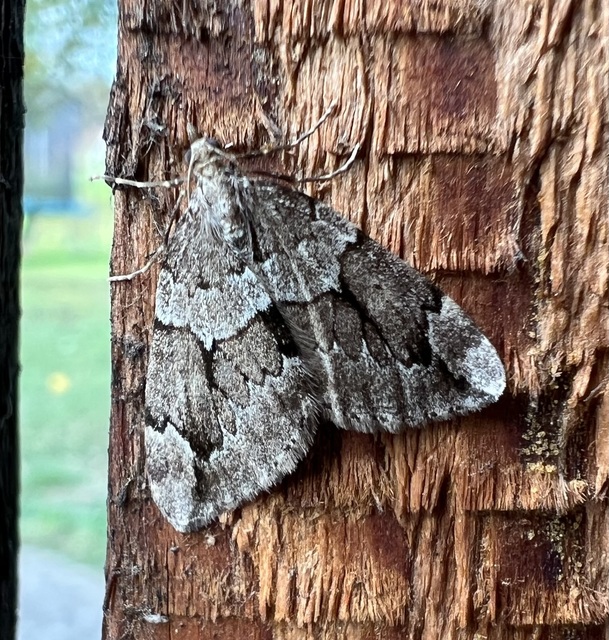 Thera juniperata - boróka-araszoló