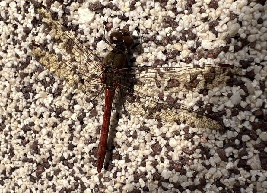 Sympetrum striolatum/vulgatum