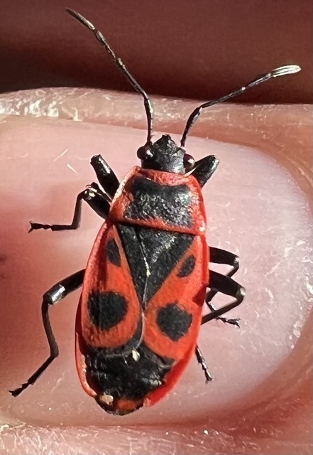 Pyrrhocoris apterus - verőköltő poloska