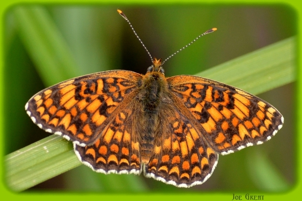 Melitaea phoebe - nagy tarkalepke