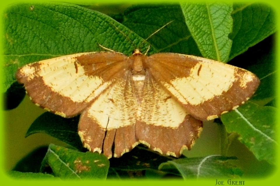 Angerona prunaria - sárga kökényaraszoló