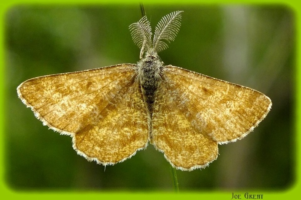 Ematurga atomaria - barna rétiaraszoló